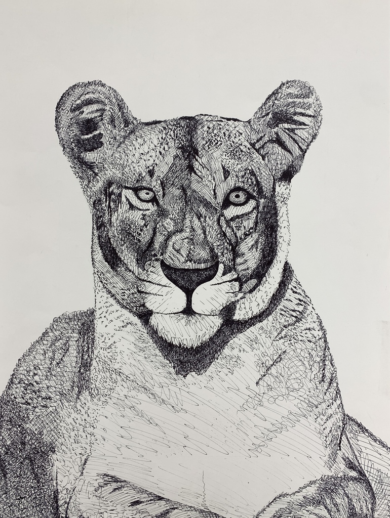 Pen and Ink Lion- Brooke Wilcox