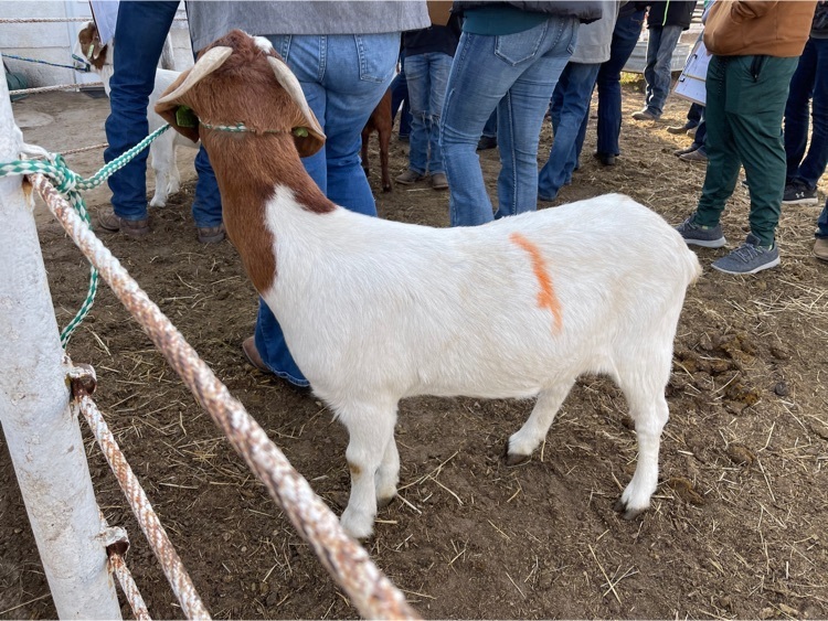 Goat 1 